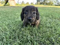 Clover , a female Miniature Dachshund for sale in Atoka, OK – 8 of 10