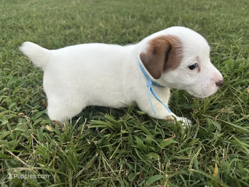 Shamu- shorty  – Jack Russell Terrier puppy for sale in Atoka, OK