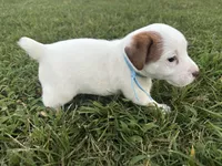 Shamu- shorty , a male Jack Russell Terrier for sale in Atoka, OK – 1 of 5