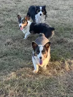 Bluie tri male read description , a male Pembroke Welsh Corgi for sale in Atoka, OK – 3 of 3