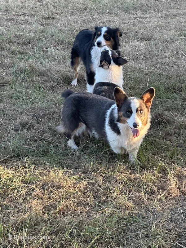 Bluie tri male read description  – Pembroke Welsh Corgi puppy for sale in Atoka, OK