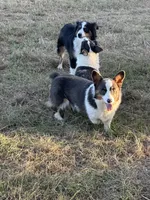 Bluie tri male read description , a male Pembroke Welsh Corgi for sale in Atoka, OK – 1 of 3
