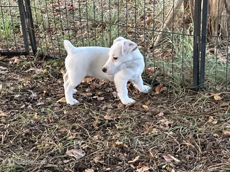 Tammy- pet only  – Jack Russell Terrier puppy for sale in Atoka, OK