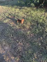 Mabelle, a female Miniature Dachshund for sale in Atoka, OK – Photo 3 of 3