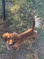 Mabelle, a female Miniature Dachshund for sale in Atoka, OK – Photo 2 of 3