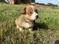 Kyle, a male Pembroke Welsh Corgi for sale in Atoka, OK – Photo 3 of 3