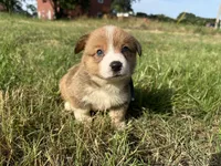 Kyle, a male Pembroke Welsh Corgi for sale in Atoka, OK – Photo 1 of 3