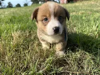 Kyle, a male Pembroke Welsh Corgi for sale in Atoka, OK – Photo 2 of 3