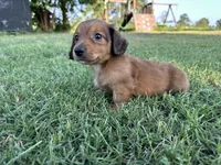 Charley, a male Miniature Dachshund for sale in Atoka, OK – 8 of 8