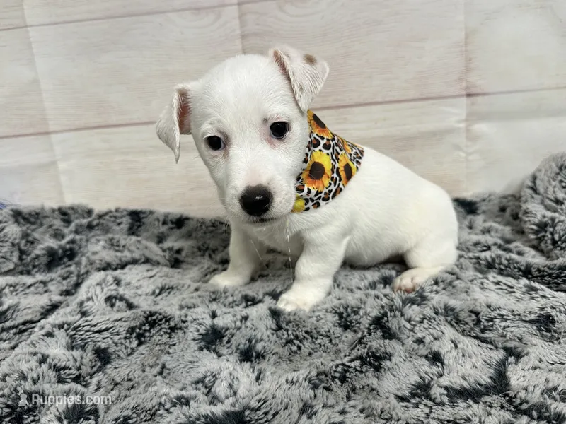 Tammy- pet only  – Jack Russell Terrier puppy for sale in Atoka, OK