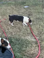 Bluie tri female read description , a female Pembroke Welsh Corgi for sale in Atoka, OK – 3 of 3