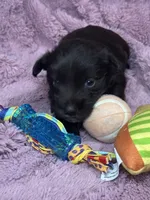 Annie , a female Miniature Schnauzer for sale in Atoka, OK – Photo 2 of 3