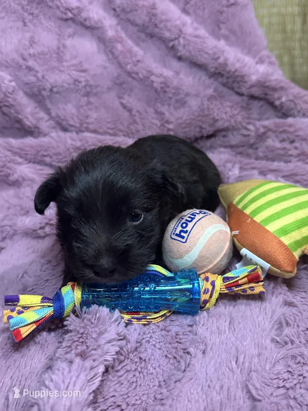 Annie , a female Miniature Schnauzer for sale in Atoka, OK – Photo 1 of 3