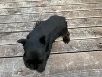 Elvis, a male Miniature Schnauzer for sale in Atoka, OK – 4 of 4