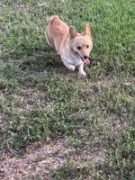 Pumpkin- read discription, a female Pembroke Welsh Corgi for sale in Atoka, OK – 8 of 9
