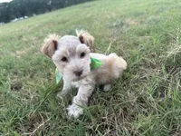 Frankie- Toy, a male Miniature Schnauzer for sale in Atoka, OK – 4 of 4