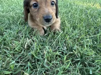 Charley, a male Miniature Dachshund for sale in Atoka, OK – 6 of 8