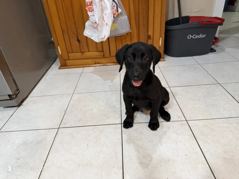 Pink collar  – Labrador Retriever puppy for sale in Atoka, OK