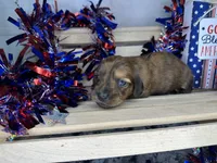 Cassi, a female Miniature Dachshund for sale in Atoka, OK – 2 of 3