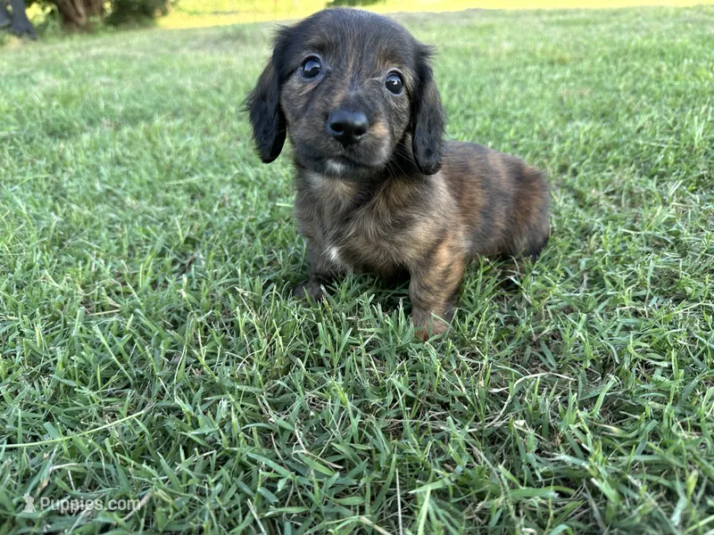 Clover  – Miniature Dachshund puppy for sale in Atoka, OK