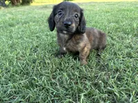 Clover , a female Miniature Dachshund for sale in Atoka, OK – 4 of 10
