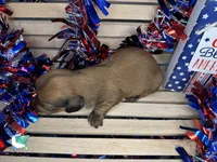 Charley, a male Miniature Dachshund for sale in Atoka, OK – 3 of 3