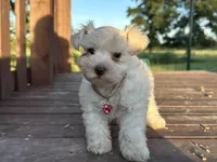 Faith- Toy, a female Miniature Schnauzer for sale in Atoka, OK – Photo 9 of 10