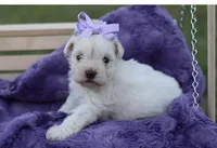 Faith- Toy, a female Miniature Schnauzer for sale in Atoka, OK – Photo 3 of 10