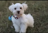 Faith- Toy, a female Miniature Schnauzer for sale in Atoka, OK – Photo 1 of 10