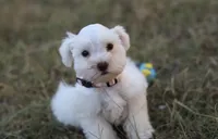 Faith- Toy, a female Miniature Schnauzer for sale in Atoka, OK – Photo 10 of 10