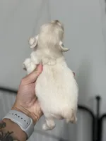 Faith- Toy, a female Miniature Schnauzer for sale in Atoka, OK – Photo 7 of 10