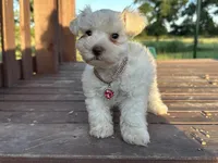 Faith- Toy, a female Miniature Schnauzer for sale in Atoka, OK – Photo 2 of 10