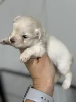 Faith- Toy, a female Miniature Schnauzer for sale in Atoka, OK – Photo 6 of 10