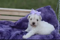 Faith- Toy, a female Miniature Schnauzer for sale in Atoka, OK – Photo 4 of 10