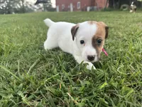 Amy, a female Jack Russell Terrier for sale in Atoka, OK – 4 of 5
