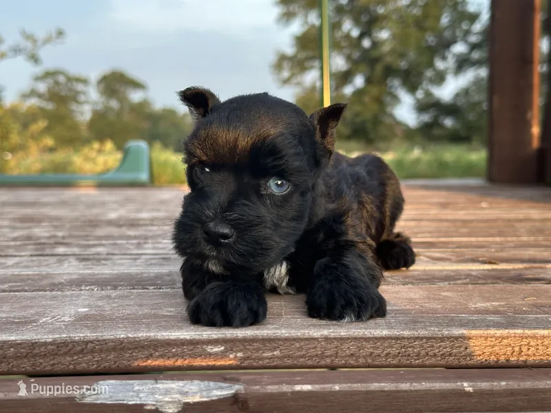 Elvis – Miniature Schnauzer puppy for sale in Atoka, OK