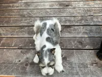 Edwin, a male Miniature Schnauzer for sale in Atoka, OK – 5 of 5