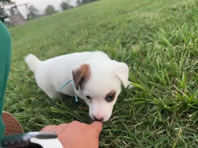 Shamu- shorty , a male Jack Russell Terrier for sale in Atoka, OK – 5 of 5
