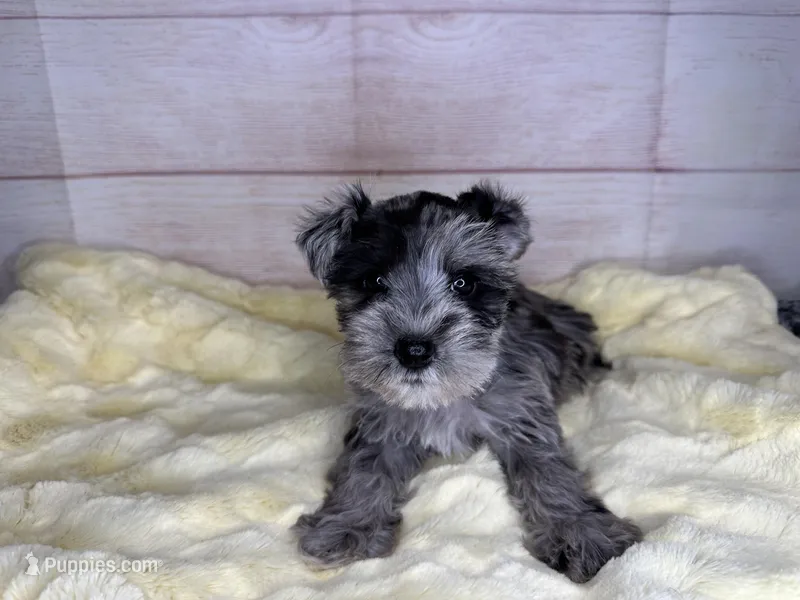 Barbie – Miniature Schnauzer puppy for sale in Atoka, OK