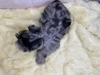 Barbie, a female Miniature Schnauzer for sale in Atoka, OK – Photo 5 of 5