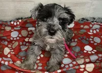 Barbie, a female Miniature Schnauzer for sale in Atoka, OK – Photo 2 of 5