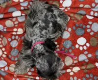 Barbie, a female Miniature Schnauzer for sale in Atoka, OK – Photo 4 of 5