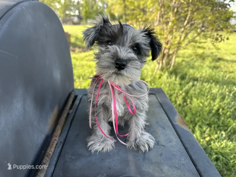 Barbie – Miniature Schnauzer puppy for sale in Atoka, OK