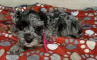 Barbie, a female Miniature Schnauzer for sale in Atoka, OK – Photo 3 of 5