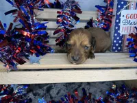 Charley, a male Miniature Dachshund for sale in Atoka, OK – 2 of 3
