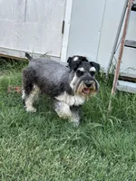 Karen- pet only , a female Miniature Schnauzer for sale in Atoka, OK – 3 of 3