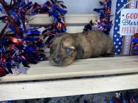 Cassi, a female Miniature Dachshund for sale in Atoka, OK – 1 of 3