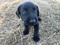 Pink collar , a female Labrador Retriever for sale in Atoka, OK – 2 of 3