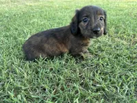 Clover , a female Miniature Dachshund for sale in Atoka, OK – 5 of 10