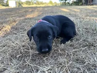 Pink collar , a female Labrador Retriever for sale in Atoka, OK – 3 of 3